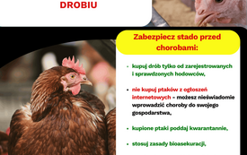 Galeria aktualności Chroń gospodarstwo przed grypą ptak&oacute;w i rzekomym pomorem drobiu 1
